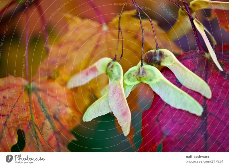 Herbst Umwelt Natur Pflanze Blatt Ahorn Ahornblatt Ahornsamen Stimmung Herbstlaub Herbstfärbung herbstlich Farbfoto mehrfarbig Außenaufnahme Nahaufnahme