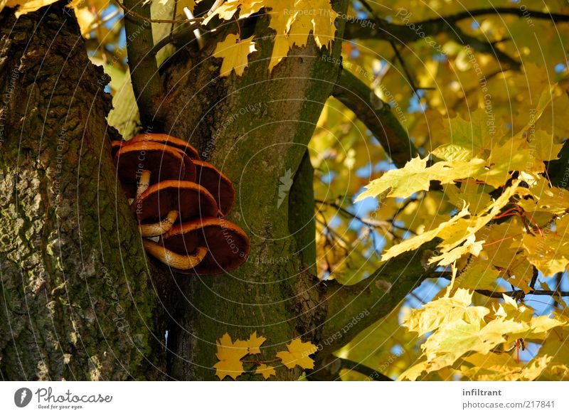 Baumpilze im Herbst Natur Pflanze Wildpflanze ästhetisch natürlich braun gelb gold schwarz ruhig Leben Farbfoto mehrfarbig Außenaufnahme Menschenleer Abend