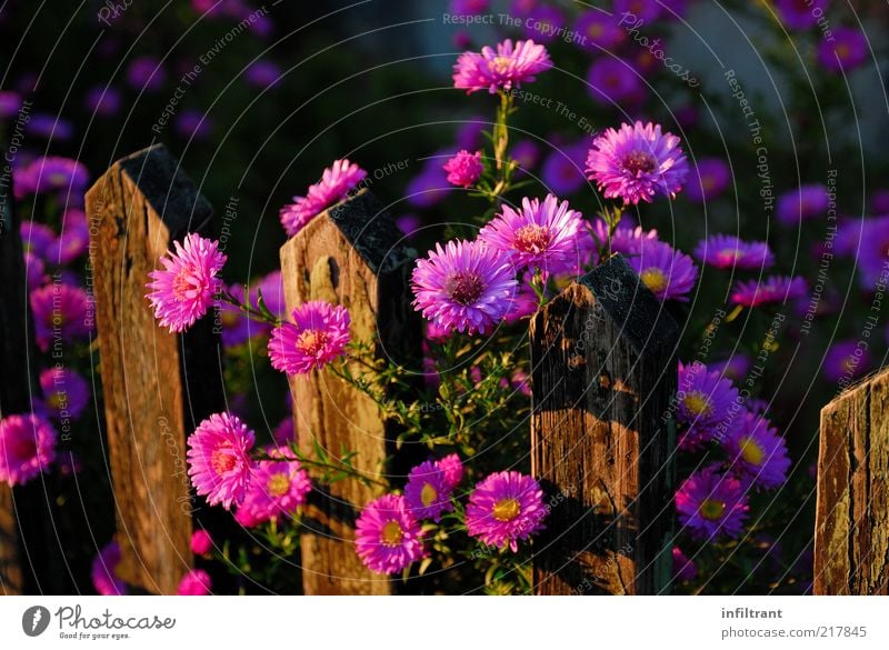 Herbstblumen am Gartenzaun Natur Pflanze Sommer Blume Blüte Blühend Wachstum ästhetisch natürlich braun violett rosa schön ruhig Leben Duft Farbe Idylle