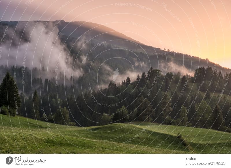 Sonnenuntergang in den Bergen Stimmung Sonnenaufgang Licht Natur Wiese Hügel grün Wolken Hochnebel niedrige Wolken Wald Tannen Bäume Landschaft Alpen