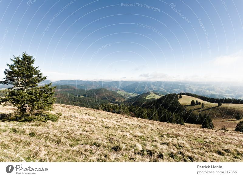 Weitsicht Umwelt Natur Landschaft Pflanze Urelemente Luft Wolkenloser Himmel Herbst Klima Wetter Schönes Wetter Baum Gras Wald Hügel Berge u. Gebirge Blick