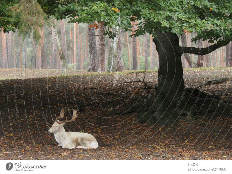 Baumschattenplatz Natur Herbst Wald Wildtier 1 Tier außergewöhnlich grün weiß ruhig Zufriedenheit Umwelt Hirsche Außenaufnahme Menschenleer Tag liegen Erholung