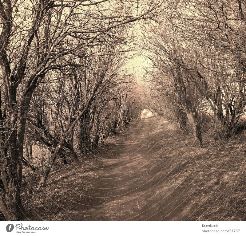 Lichtgang England Baum Fußweg wandern Großbritannien Verkehr yorkshire moors sephia Schatten