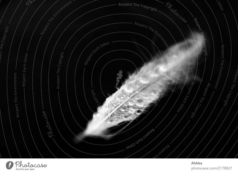 Schwanenfeder mit Wassertropfen vor schwarzem Hintergrund Feder frisch glänzend gruselig nass natürlich weiß Weisheit Reinheit träumen Traurigkeit Sorge Trauer