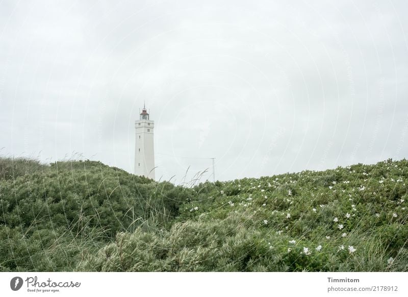 Blavandshuk Leuchtturm Ferien & Urlaub & Reisen Umwelt Natur Himmel schlechtes Wetter Pflanze Buschwindröschen Nordsee Blavands Huk Blavands Fyr Dänemark