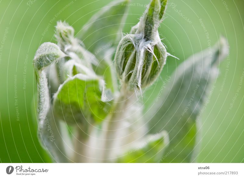 green Umwelt Natur Pflanze Blume Blatt grün Farbfoto Außenaufnahme Nahaufnahme Detailaufnahme Blütenknospen Stengel Textfreiraum rechts Textfreiraum unten