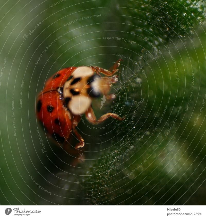 Mariechen ganz nah Natur Tier Käfer 1 grün rot Marienkäfer krabbeln Insekt Farbfoto Innenaufnahme Makroaufnahme Textfreiraum rechts Textfreiraum oben