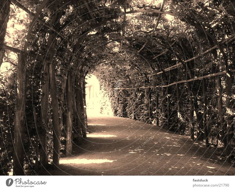 Lichtgang II Sommer Park Potsdam Verkehr Natur Burg oder Schloss Sanssousi sepiha