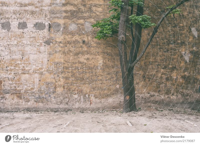 Grüner Ahorn gegen die Wand Design schön Sommer Sonne Haus Garten feminin Natur Pflanze Herbst Baum Blatt Park Burg oder Schloss hell historisch gelb grün