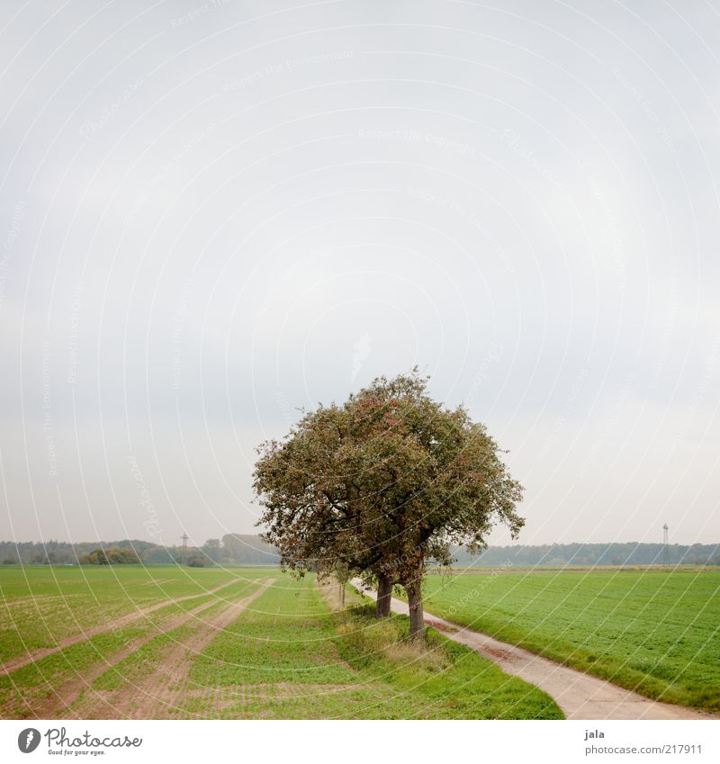 feld und flur Umwelt Natur Landschaft Himmel Herbst Pflanze Gras Feld grau grün Farbfoto Außenaufnahme Menschenleer Hintergrund neutral Tag Wege & Pfade Baum