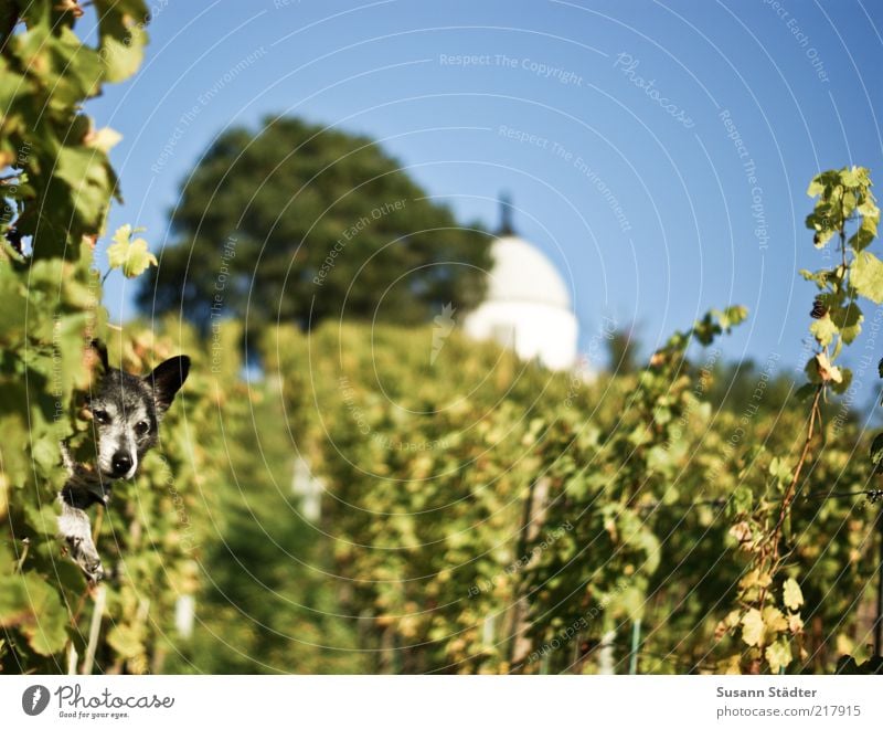 Blattlaus Schönes Wetter Feld Hügel Haustier Wachstum Weinbau Schloss Wackerbarth Hund Weinblatt Baum Herbst mehrfarbig Wolkenloser Himmel Weinberg