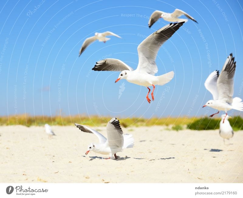 weiße Möwen am Strand Freiheit Sommer Sonne Meer Menschengruppe Natur Landschaft Tier Sand Himmel Küste Vogel frei natürlich wild blau Fliege sonnig Feder