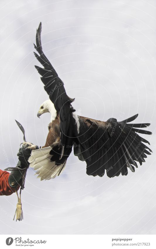 soft landing Arme 1 Mensch Luft Himmel Wolken Wetter Handschuhe Wildtier Vogel Tiergesicht Flügel Krallen fliegen füttern Jagd ästhetisch elegant