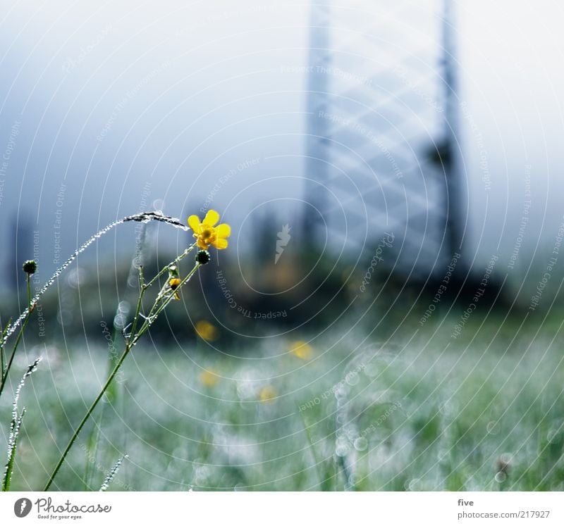 going am wilden kaiser Umwelt Natur Himmel Herbst schlechtes Wetter Nebel Pflanze Blume Gras Wiese Alpen kalt Tau Strommast Farbfoto Außenaufnahme