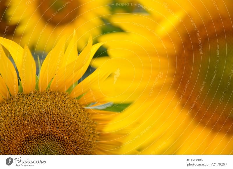 Sonnenblumen Blume Korbblütengewächs Blütenblatt Sonnenblumenfeld Feld Natur natürlich Sommer Herbst Blühend Pflanze Blatt grün orange gelb mehrfarbig