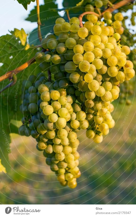 Reif für Mund und Presse Lebensmittel Frucht Weintrauben Ernährung Getränk Ferien & Urlaub & Reisen Sommer Erntedankfest Natur Landschaft Pflanze Herbst Klima