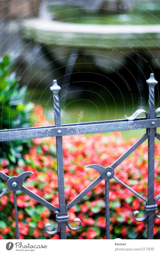 Eingezäunte Heinzelmännchen Zaun Metallzaun Pflanze Wasser Wassertropfen Blume Köln Sehenswürdigkeit Denkmal Brunnen alt nass grün rot fließen Begrenzung