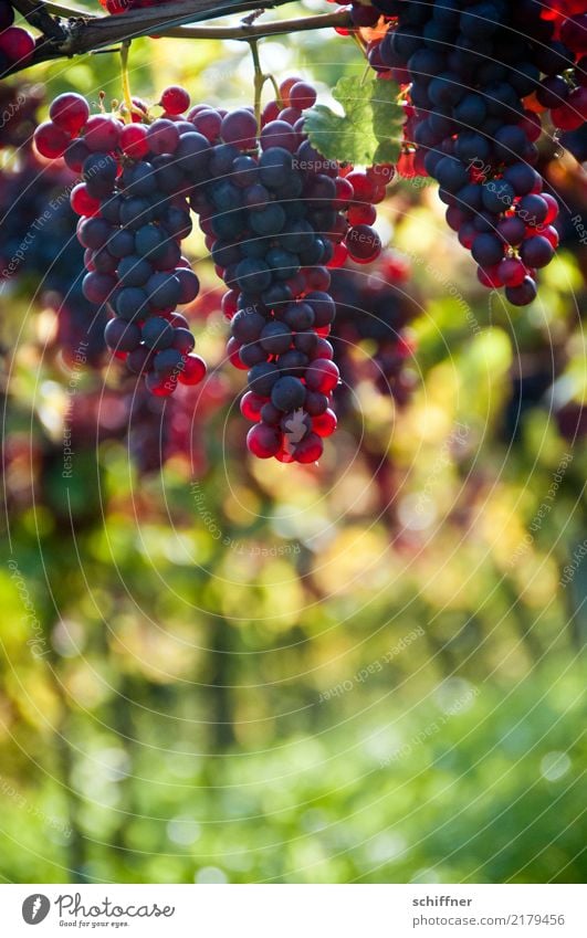 Spätburgunder am Stock, hängend Natur Pflanze Herbst Nutzpflanze gelb grün rot Wein Rotwein Weintrauben Weinberg Weinbau Weinlese Weingut Ernte Herbstfärbung