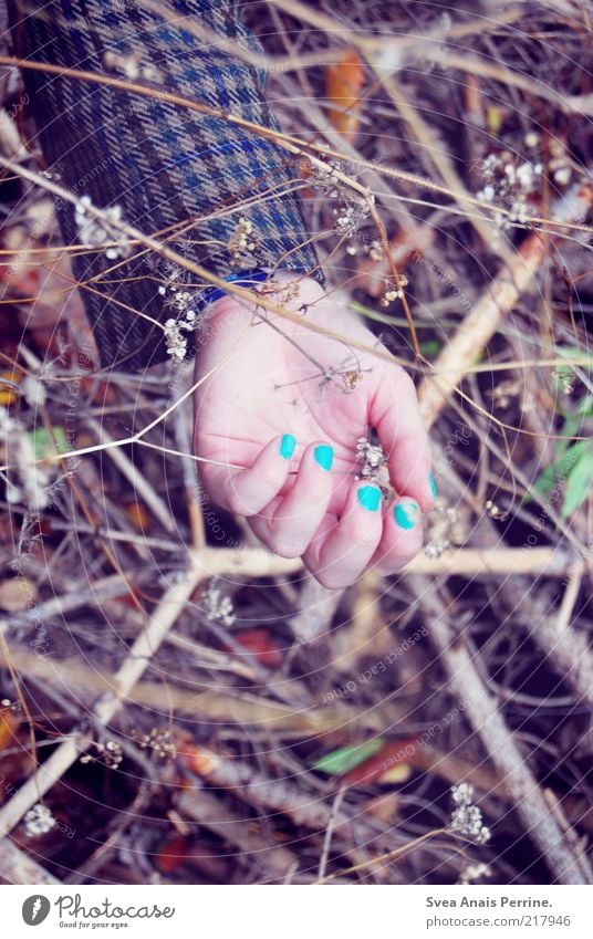 tod im wald. Stil Maniküre Nagellack feminin Junge Frau Jugendliche Arme Hand Finger Herbst Pflanze Ast liegen träumen Traurigkeit Coolness dreckig retro