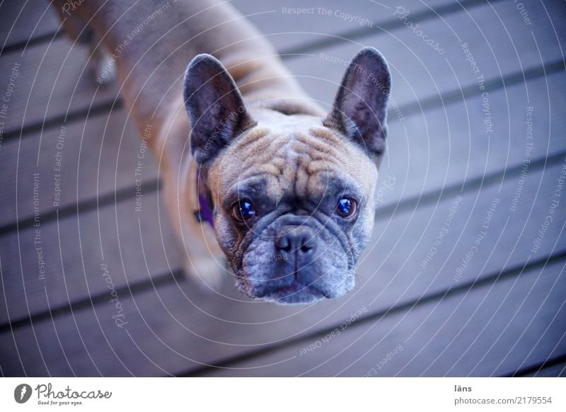 bin ganz Ohr Tier Hund 1 beobachten hören stehen Coolness Kraft Mut achtsam Wachsamkeit standhaft Neugier Interesse Misstrauen Erwartung Blick nach oben