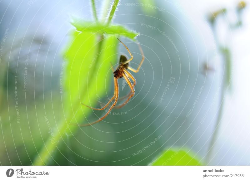 zartes Spinnenbein Umwelt Natur Pflanze Tier Frühling Sommer Blatt Grünpflanze Spinnennetz Spinnenbeine 1 hängen grün Angst hell frisch krabbeln Insekt Versteck