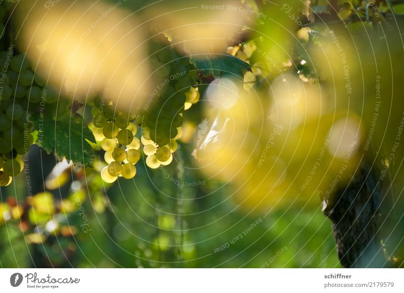 Weißburgunder am Stock II Pflanze Nutzpflanze süß gelb grün weiß Weißwein Weintrauben Traubensaft Weinberg Weinbau Weingut Herbst Ernte Sonnenlicht