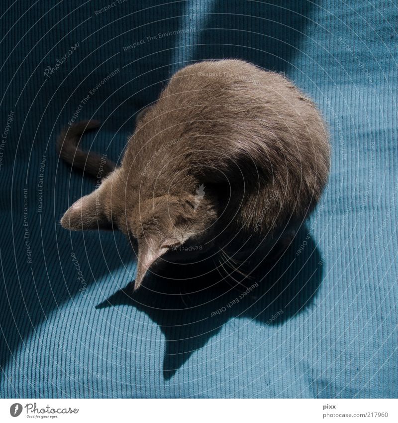 katzenwäsche elegant Erholung Tier grauhaarig Haustier Katze Fell 1 Tierjunges sitzen glänzend weich blau Leidenschaft Gelassenheit ruhig Reinlichkeit