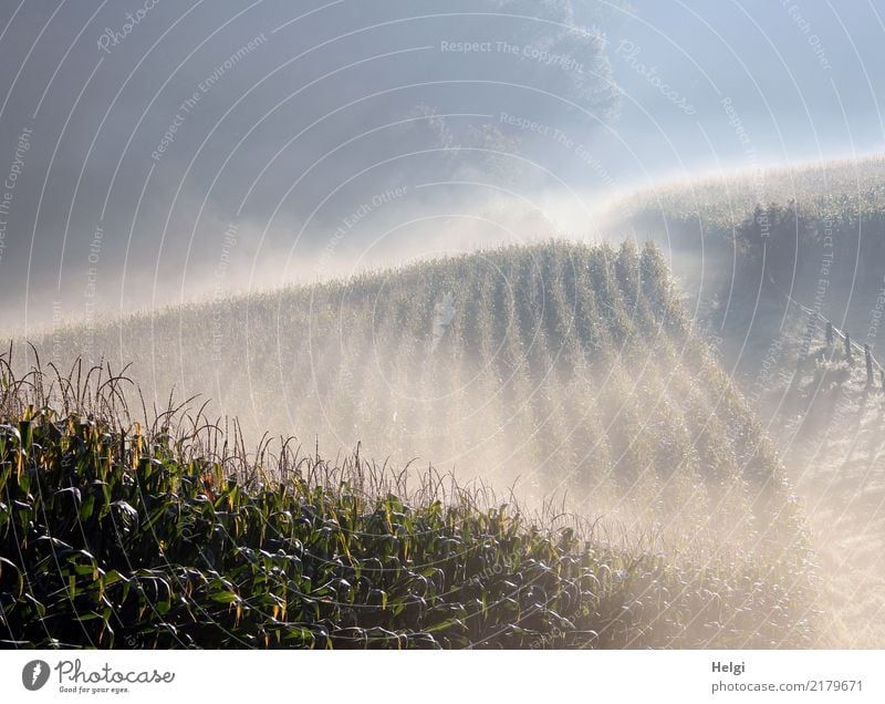 Frühnebel ... Umwelt Natur Landschaft Pflanze Herbst Nebel Baum Nutzpflanze Mais Maisfeld Feld Zaun außergewöhnlich kalt natürlich blau grau grün weiß Stimmung