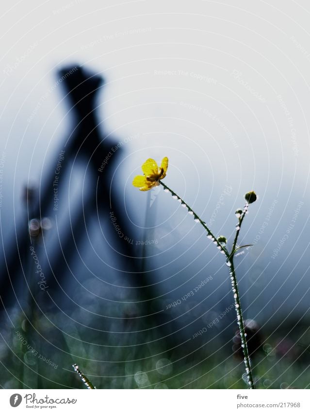 blumenfoto für ad rian Umwelt Natur Landschaft Wassertropfen Himmel Herbst Wetter Nebel Pflanze Blume Gras Sträucher Blatt Grünpflanze Park Wiese kalt Farbfoto