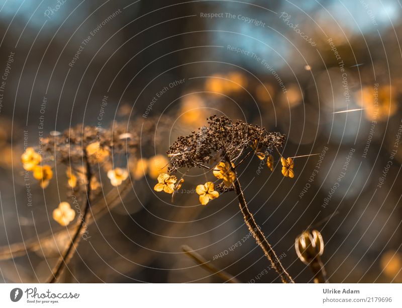 Verblühte Hortensien einrichten Dekoration & Verzierung Tapete Trauerfeier Beerdigung Trauerkarte Natur Pflanze Sonnenlicht Herbst Blume Blatt Blüte