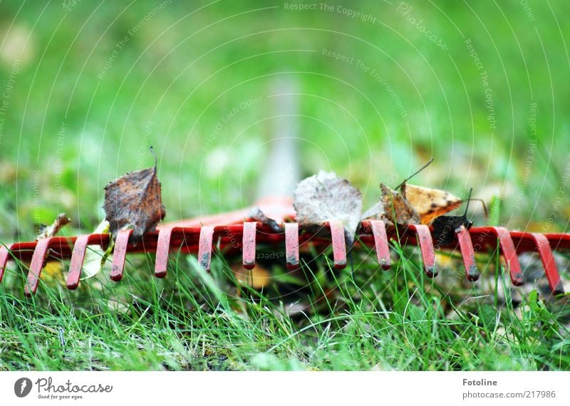 Arbeitspause Umwelt Natur Pflanze Urelemente Herbst Gras Blatt Garten natürlich grün rot Harke Wiese Farbfoto mehrfarbig Außenaufnahme Nahaufnahme Menschenleer