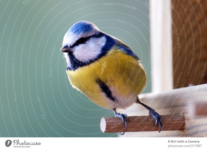 a tit Wildtier Vogel Meisen 1 Tier Holz Blick klein natürlich niedlich blau gelb Freiheit festhalten Tiergesicht Tierporträt Ganzkörperaufnahme gefiedert