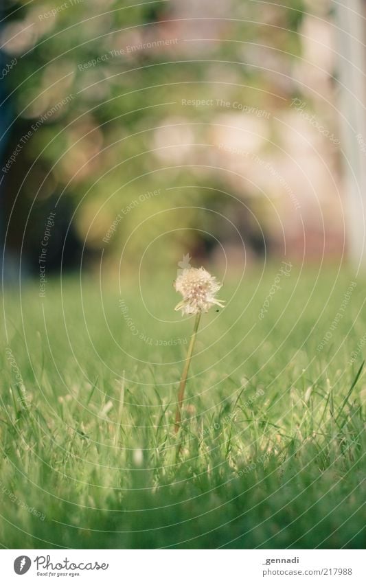 Im Mittelpunkt stehen Umwelt Natur Pflanze Erde Herbst Schönes Wetter Blume Blatt Blüte Wildpflanze Löwenzahn alt Duft einfach einzigartig grün Kraft bescheiden