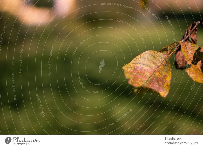 Der Herbst ist da Natur Landschaft Blatt Grünpflanze Wiese braun Herbstlaub herbstlich kalt Farbfoto Außenaufnahme Textfreiraum links Starke Tiefenschärfe