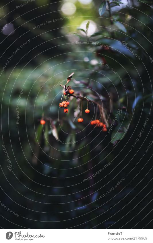 Herbstleuchten Natur Pflanze Sträucher Blatt Wildpflanze Beerensträucher Garten Park dunkel klein nah natürlich rund viele wild braun grün orange Kraft Leben