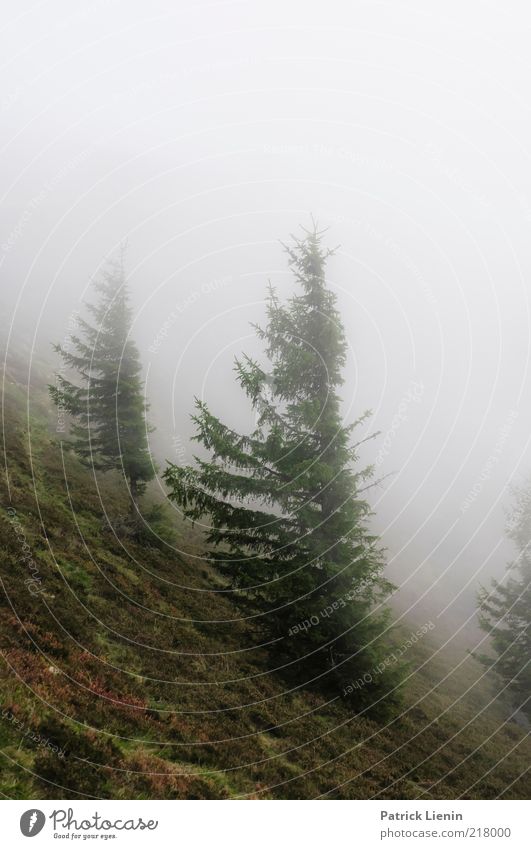 stormy weather Umwelt Natur Landschaft Pflanze Urelemente Luft Wolken Herbst Klima Klimawandel Wetter schlechtes Wetter Wind Nebel Regen Baum Wald Hügel