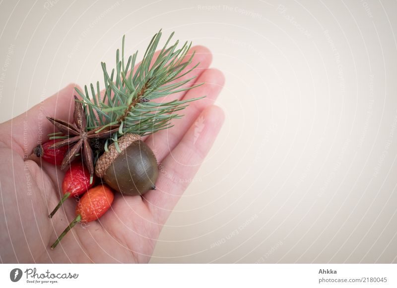 Händische Verzierung Dekoration & Verzierung Weihnachten & Advent Kind Hand Umwelt Natur Herbst Winter Pflanze Wildpflanze Tannenzweig Hagebutten Eicheln