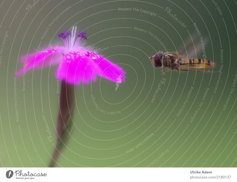 Schwebefliege im Anflug Natur Tier Frühling Sommer Herbst Blume Blüte Nelkengewächse Wildtier Fliege Biene Insekt Flügel 1 Bewegung fliegen ästhetisch frei grün