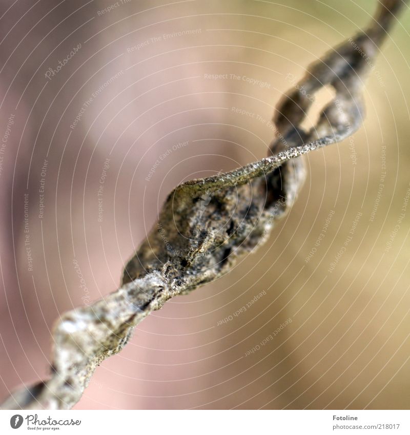 Unfallfoto Umwelt Natur Pflanze Herbst Blatt Wildpflanze natürlich braun vertrocknet Farbfoto Gedeckte Farben Außenaufnahme Nahaufnahme Makroaufnahme