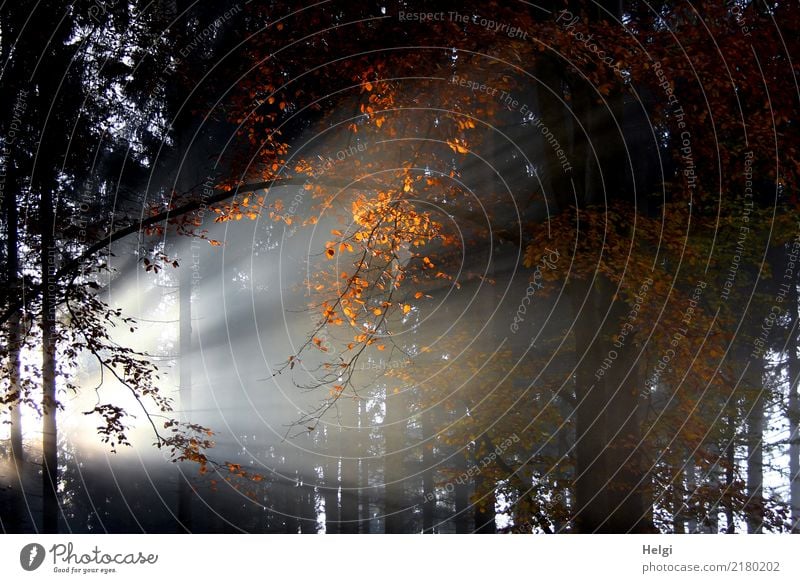 Lichtblick Umwelt Natur Landschaft Pflanze Herbst Schönes Wetter Baum Blatt Wald leuchten stehen Wachstum sportlich außergewöhnlich natürlich gelb grau orange