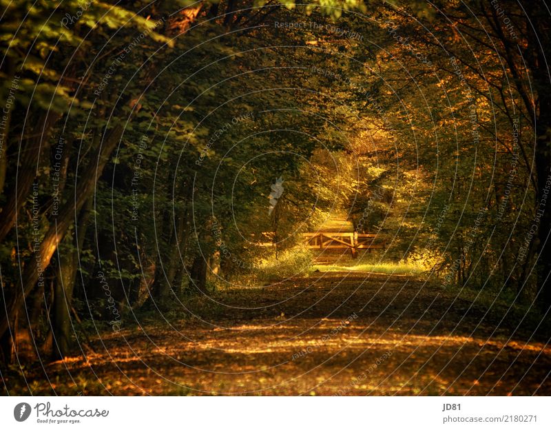 Märchenwald Umwelt Natur Landschaft Tier Erde Sonnenaufgang Sonnenuntergang Sonnenlicht Herbst Schönes Wetter Wald Park ästhetisch authentisch fantastisch