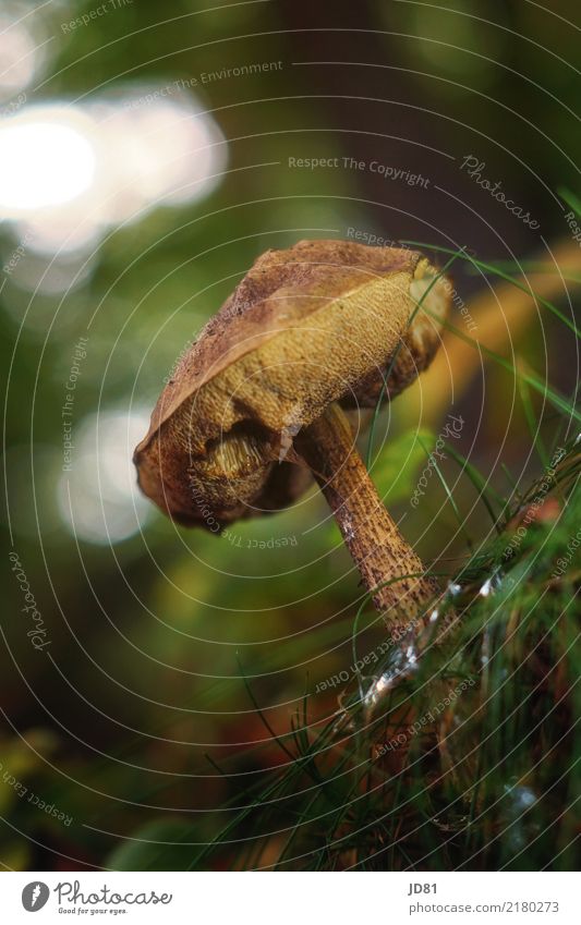 Pilz mit Schneckenschleim Natur Landschaft Tier Urelemente Erde Schönes Wetter Gras Moos Wald braun mehrfarbig grün Schneckenbiss Pilzsucher Farbfoto