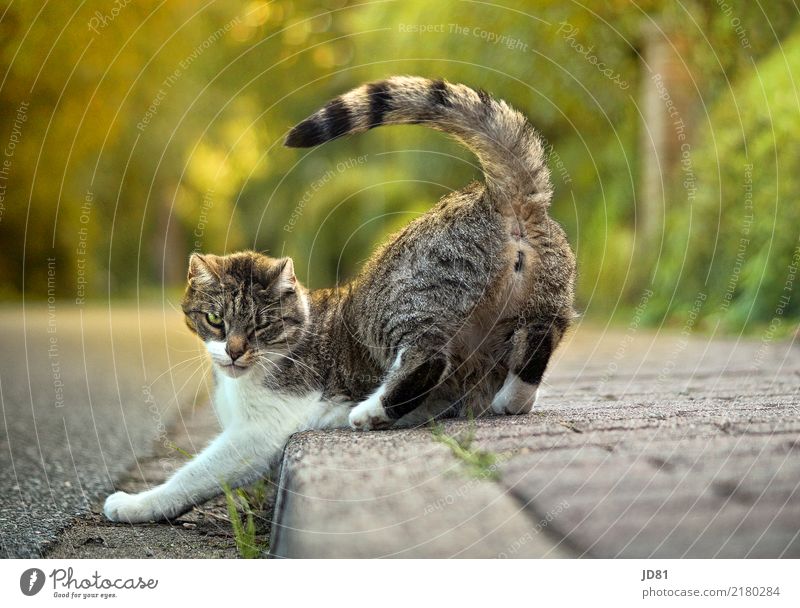 Du kannst mich mal am A....oder was will sie sagen Natur Sommer Schönes Wetter Park Dorf Menschenleer kurzhaarig Tier Haustier Katze Tiergesicht Fell Pfote 1