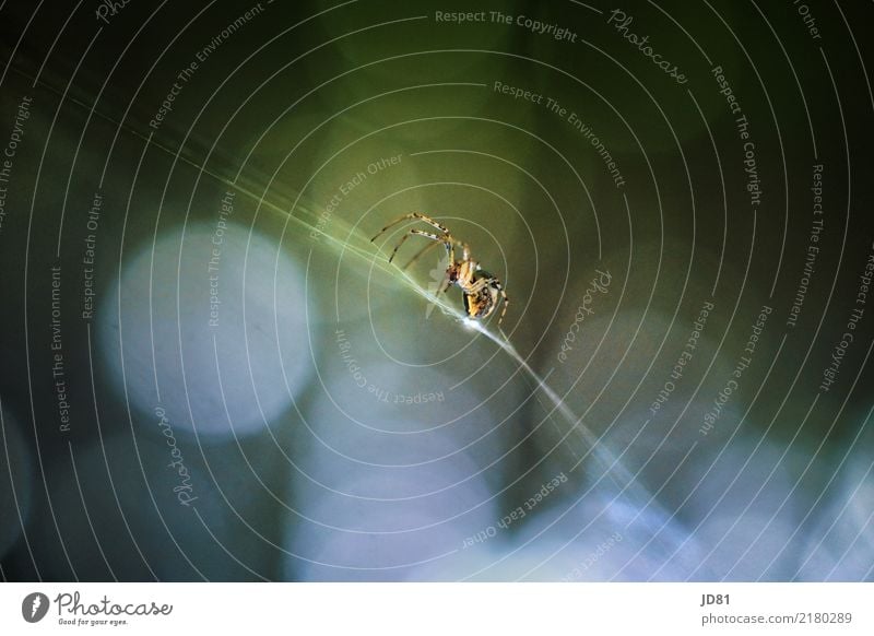 Itzibitzi Spider Tier Spinne 1 ästhetisch sportlich authentisch außergewöhnlich dunkel exotisch gruselig unten Stadt wild blau gelb grün schwarz Abenteuer