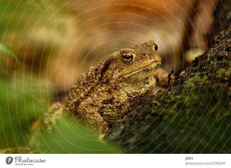 Küss mich Tier Frosch Tiergesicht 1 beobachten braun mehrfarbig grün Sympathie Hoffnung Volksglaube Abenteuer Bewegung rein Märchen Wald Waldboden Farbfoto