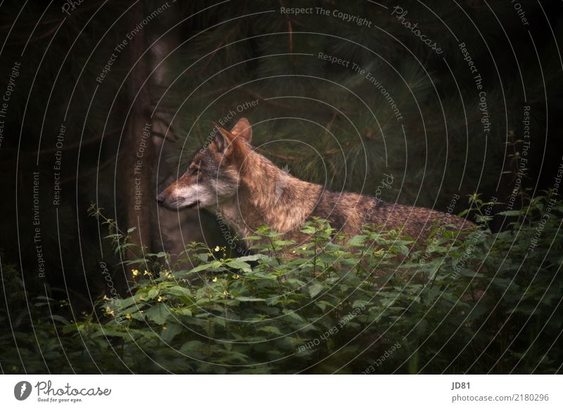 Wilder Wolf Natur Sommer Wald Tier Wildtier Tiergesicht Fell Zoo 1 beobachten wild braun grün Farbfoto Gedeckte Farben Außenaufnahme Textfreiraum rechts