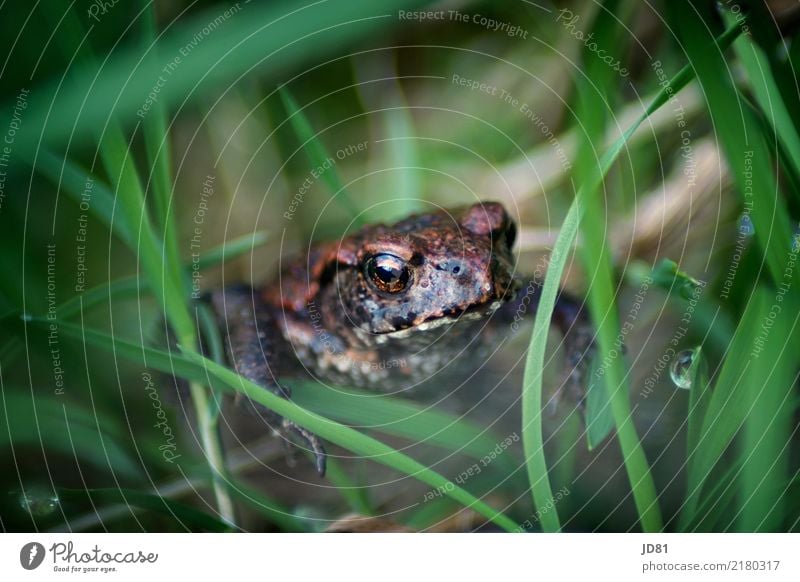 Küss ihn, dann wird er ein Prinz Natur Tier Wassertropfen Frühling Sommer Pflanze Gras Garten Wiese Frosch Tiergesicht 1 Tierjunges hocken sitzen warten einfach