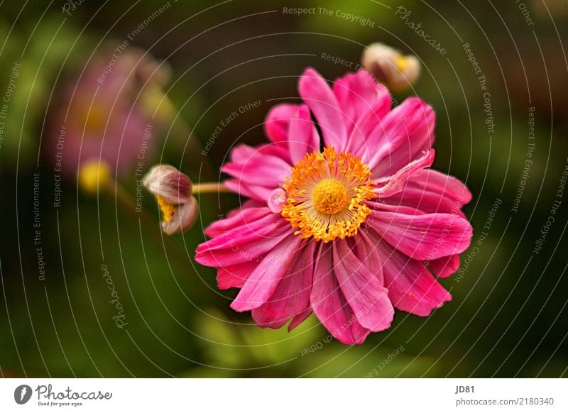 Pink Sommer Pflanze Blume Blüte Grünpflanze Duft Freundlichkeit Fröhlichkeit frisch Gesundheit natürlich gelb grün rosa Anemonen Farbfoto mehrfarbig