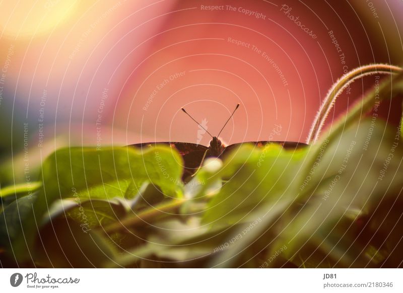 Falter im Abflug Tier Schmetterling 1 fliegen schön nachhaltig natürlich Wärme mehrfarbig grün rosa Farbfoto Außenaufnahme Nahaufnahme Makroaufnahme