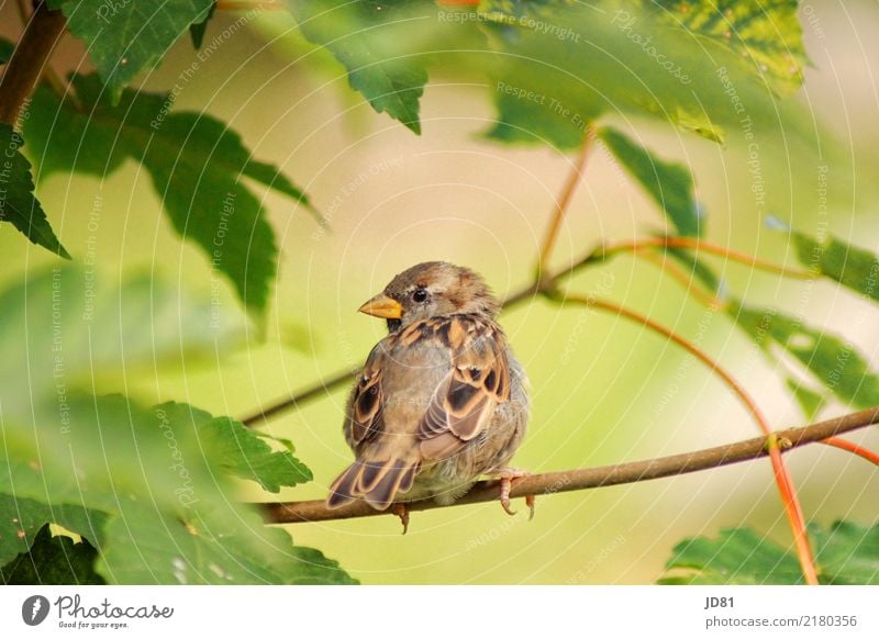 Piepmätzchen auf Schau Natur Landschaft Tier Frühling Sommer Schönes Wetter Baum Garten Park Wald Vogel Tiergesicht Flügel Spatz 1 Blick warten Idylle